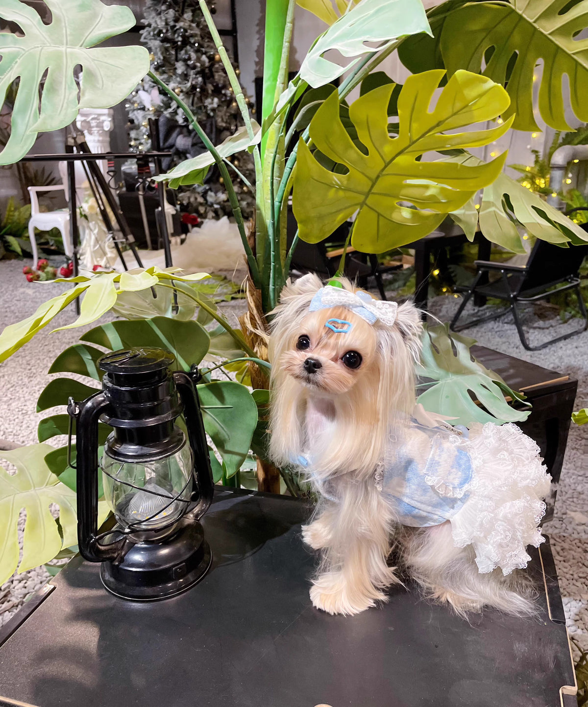 Summer | Light Denim Princess Style Pet Tutu Dress - Customizable
