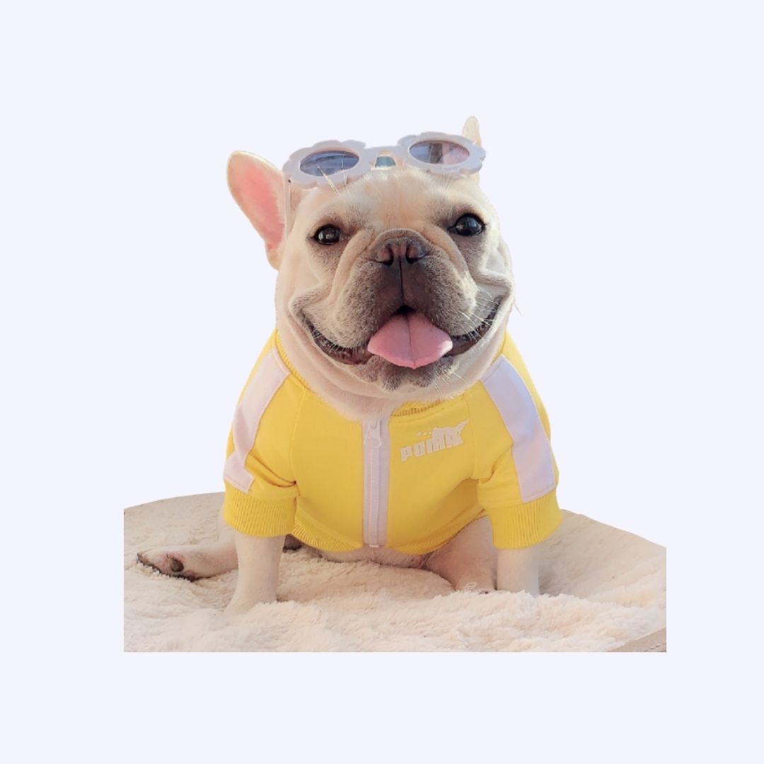 [Last Chance] Funny Pet | Classic Candy Color Tracksuit Pet Hoodie Top