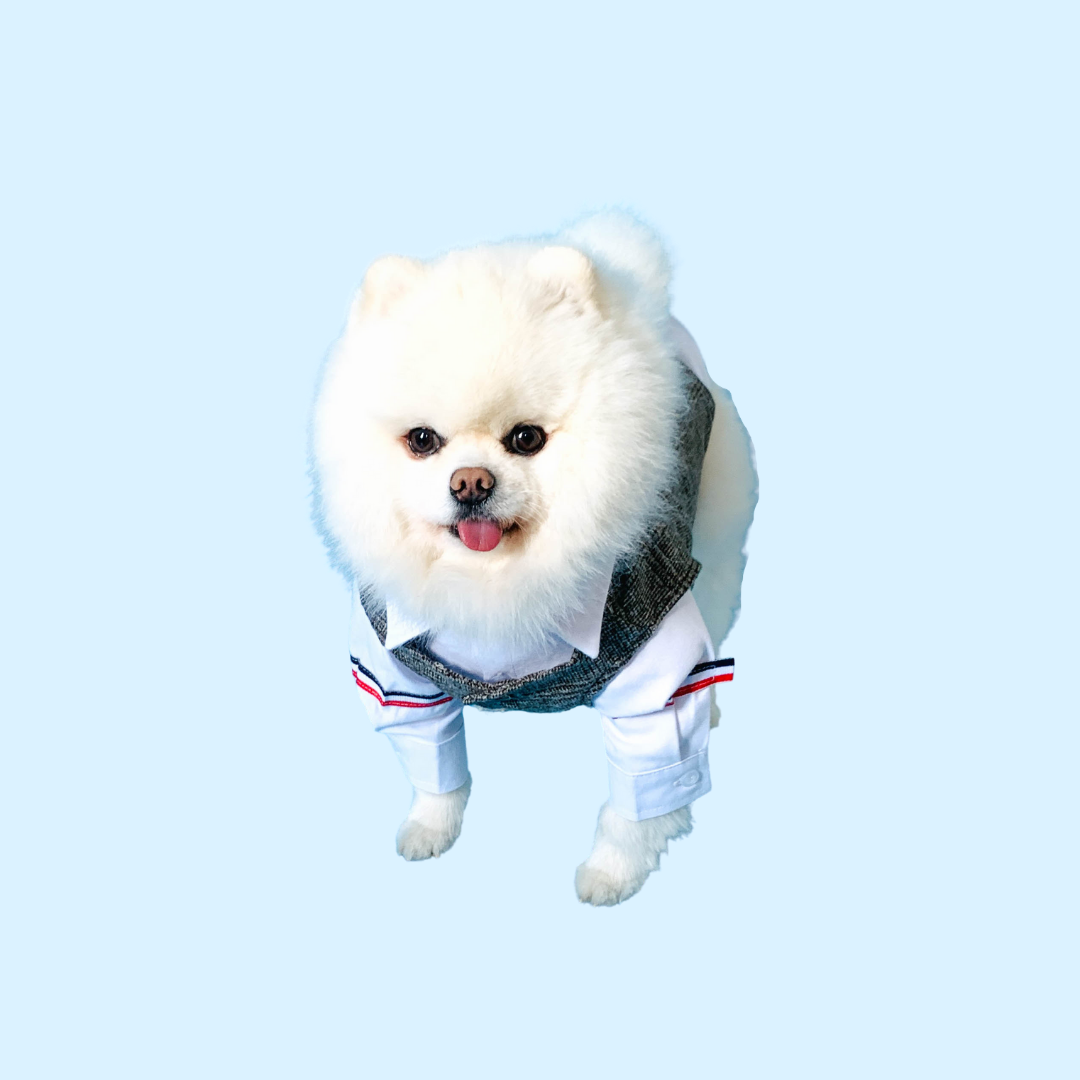 In Stock | Pet Summer Wedding 2-piece Suit Set | Handsome & Formal | For Cats and Dogs