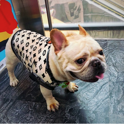 Bold Letter Summer Pet Mesh Top | For Dogs and Cats